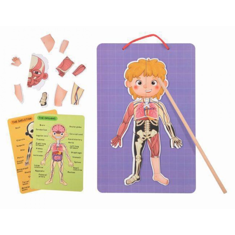 Tooky Toys Εκπαιδευτικός Μαγνητικός Πίνακας Body Magnetic Chart TH842 (6972633372301)